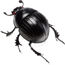 Scarabig